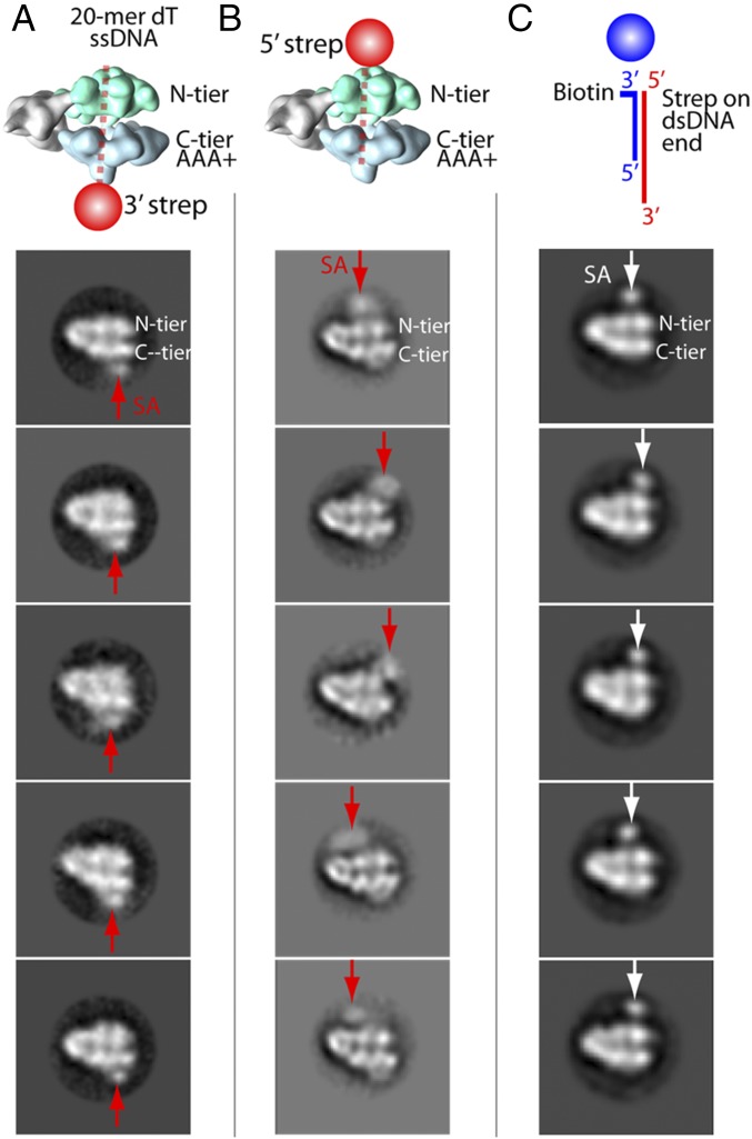 Fig. 5.