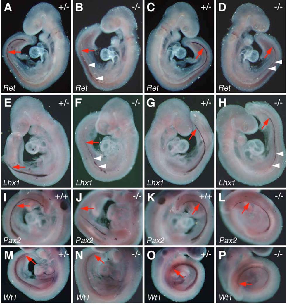 Fig. 11