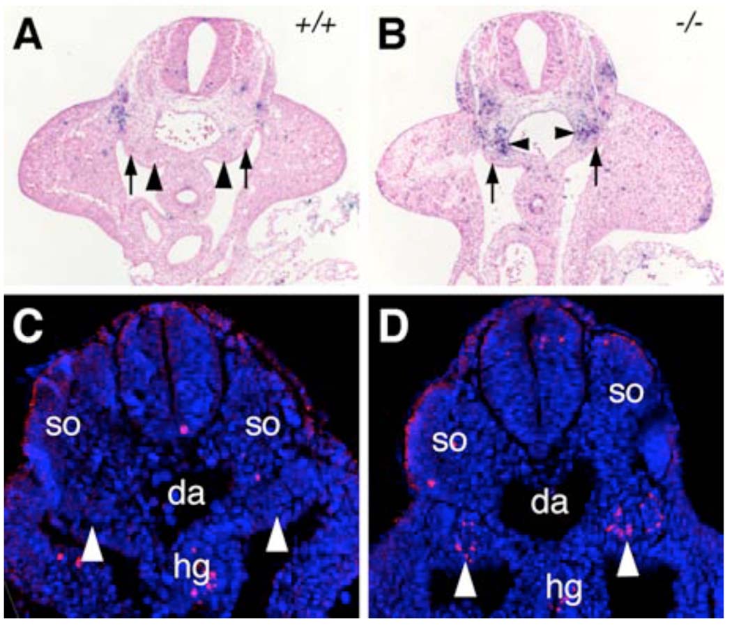 Fig. 12