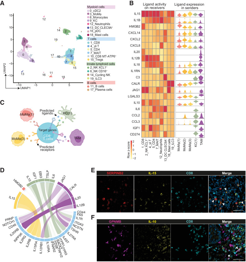 Figure 5. Cell–cell interaction networks of MoMϕ and TAMs in the TME. Interaction analysis on scRNA-seq data between MP and other CD45+ cell clusters and validation by mf-IHC on CLM samples. A, UMAP plot from integrated NA and IM datasets of 14,081 CD45+ cells, color-coded by cluster assignment. B, Heat map of NicheNet analysis showing the potential active ligands, expressed by MP clusters. Rows show active ligands, columns show CD45+ clusters chosen as receiver populations (left). Violin plots show the expression of the potential active ligands across the sender MP clusters (right). C, Schematic representation of NicheNet interaction analysis between MP clusters and CD8+ T cells (c1). D, Circle plot showing the potential active ligands expressed by MP clusters (color-coded by cluster) and the cognate receptors expressed on CD8+ T cells (c1). The opacity of the connecting bands is proportional to the strength of the interaction. E, mf-IHC image of CLM section stained for SERPINB2 (red), IL15 (yellow), and CD8 (cyan). Arrows indicate IL15+SERPINB2+ cells. Picture is representative of n = 3 slides stained. Scale bar: 50 μm. F, mf-IHC image of CLM section stained for GPNMB (magenta), IL10 (yellow), and CD8 (cyan). Arrows indicate IL10+GPNMB+ cells. Picture is representative of n = 3 slides stained. Scale bar: 50 μm.