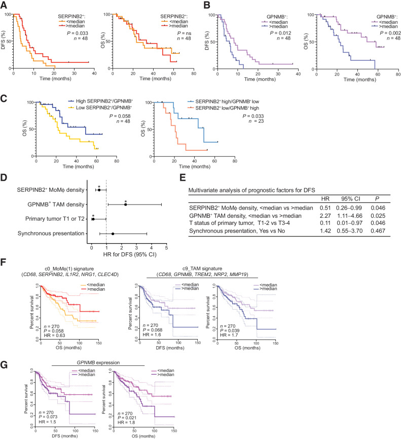 Figure 3. Clinical relevance of SERPINB2+ MoMϕ and GPNMB+ TAMs in CLM and primary CRC. Association of SERPINB2+ MoMϕ and GPNMB+ TAMs with clinical outcome in a restrospective CLM cohort by mf-IHC and survival analysis of a TCGA colon cancer dataset. A, Kaplan–Meier curve showing DFS (left; P = 0.033 by log-rank Mantel–Cox test) and OS (right; P = not significant by log-rank Mantel–Cox test), according to SERPINB2+ cell density. n = 48. B, Kaplan–Meier curve showing DFS (left; P = 0.012 by log-rank Mantel–Cox test) and OS (right; P = 0.002 by log-rank Mantel–Cox test), according to GPNMB+CD68+ cell density. n = 48. C, Kaplan–Meier curve showing OS according to GPNMB+SERPINB2+ ratio (left; P = 0.058 by log-rank Mantel–Cox test; n = 48) and OS according to GPNMB+SERPINB2+ score (right; P = 0.033 by log-rank Mantel–Cox test; n = 23). D, Forest plot showing the results of multivariate regression analysis for DFS. Reference line of HR for recurrence (dashed line), HRs (circles), and 95% CI (whiskers) are shown. *, P < 0.05. E, Table showing Cox multivariate regression analysis of prognostic factors for DFS. F, DFS and OS curves on TCGA colon cancer (TCGA-COAD; n = 270) dataset based on median expression of gene signatures from c0_MoMϕ(1) and c9_TAM. Dotted lines show 95% CI. P value by log-rank Mantel–Cox test. G, DFS and OS curves on TCGA colon cancer (TCGA-COAD; n = 270) dataset based on median expression of GPNMB. Dotted lines show 95% CI. P value by log-rank Mantel–Cox test.