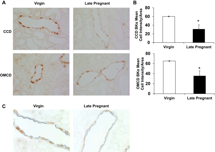 Fig. 6.