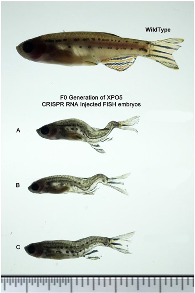 Supplemental Figure 2