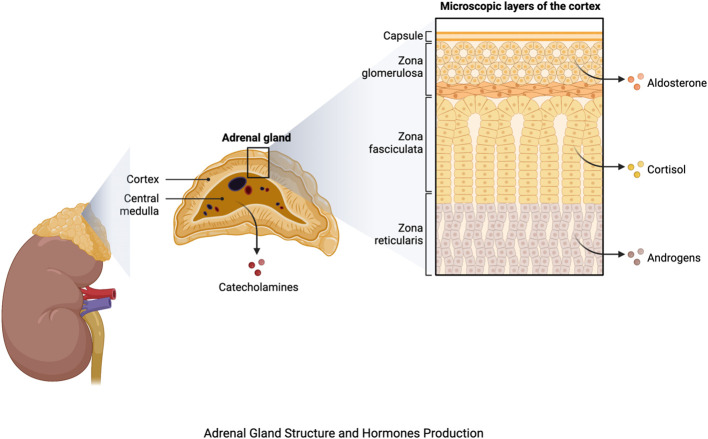 Figure 1