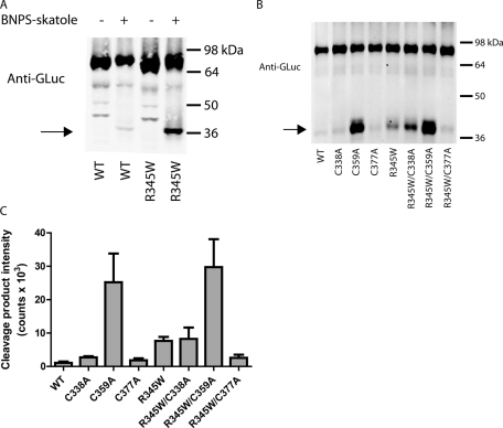 FIGURE 6: