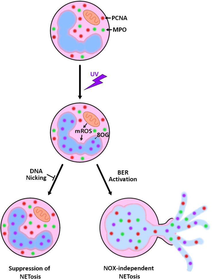 Figure 4