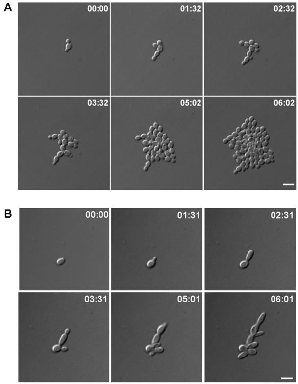 FIG. 2.