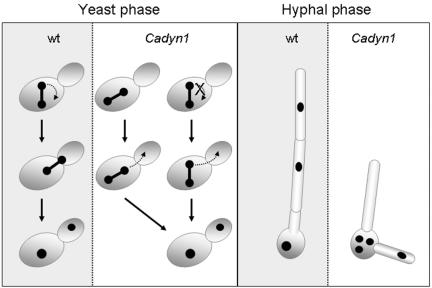 FIG. 9.