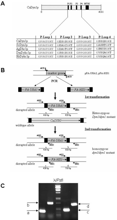 FIG.1.