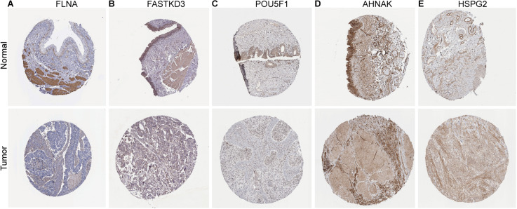 FIGURE 4