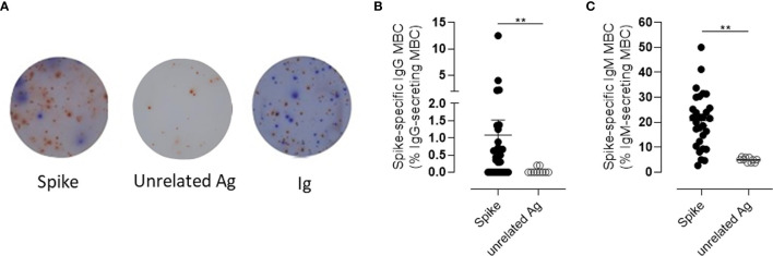 Figure 5