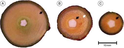 Fig. 5.