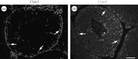 Figure 4.