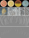 Fig. 49