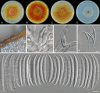 Fig. 46