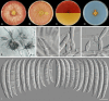 Fig. 77