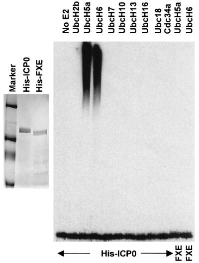 FIG. 5.