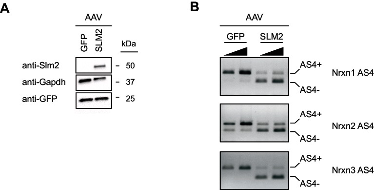 Figure 2—figure supplement 2.