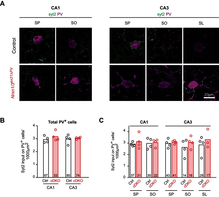 Figure 5—figure supplement 2.