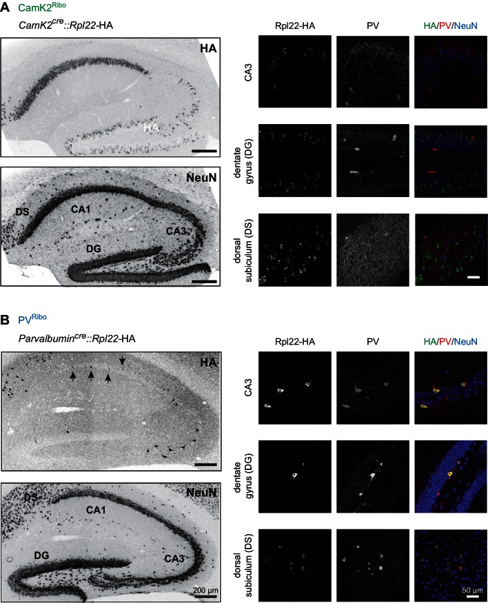 Figure 1—figure supplement 2.