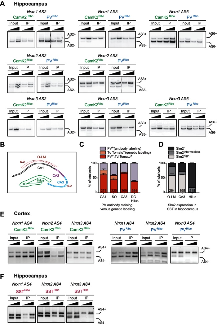 Figure 2—figure supplement 1.