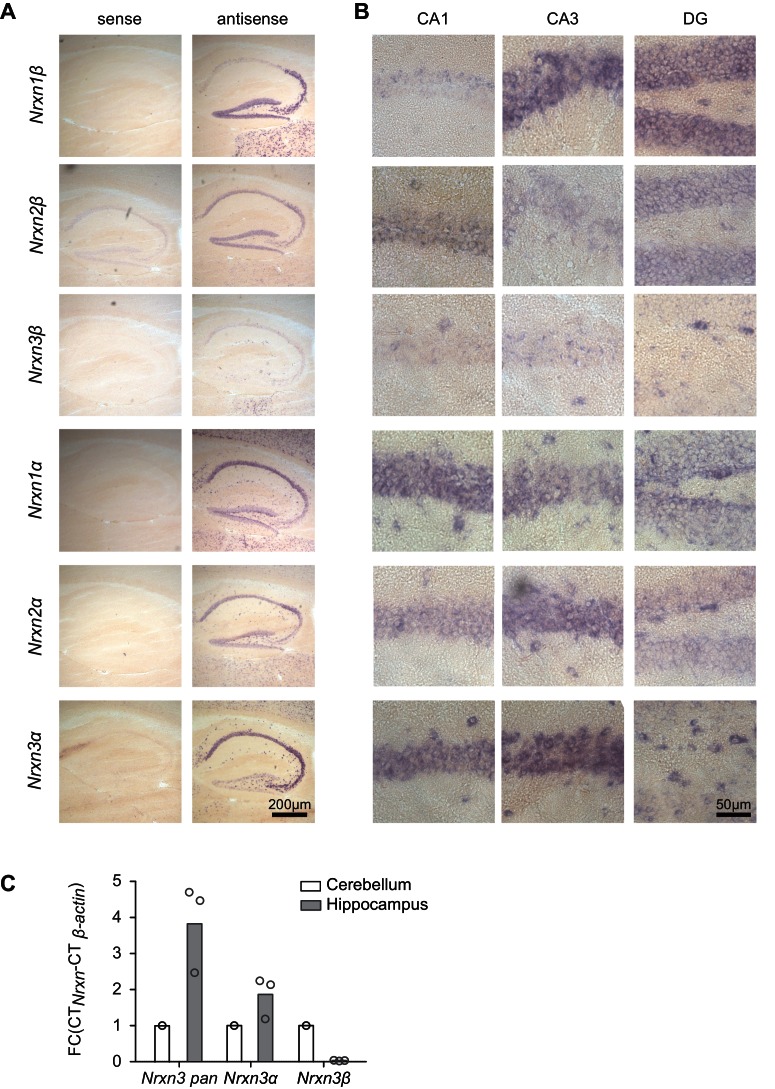 Figure 1—figure supplement 1.