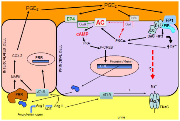 FIGURE 6