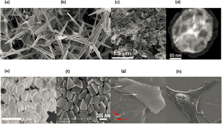 Fig. 14