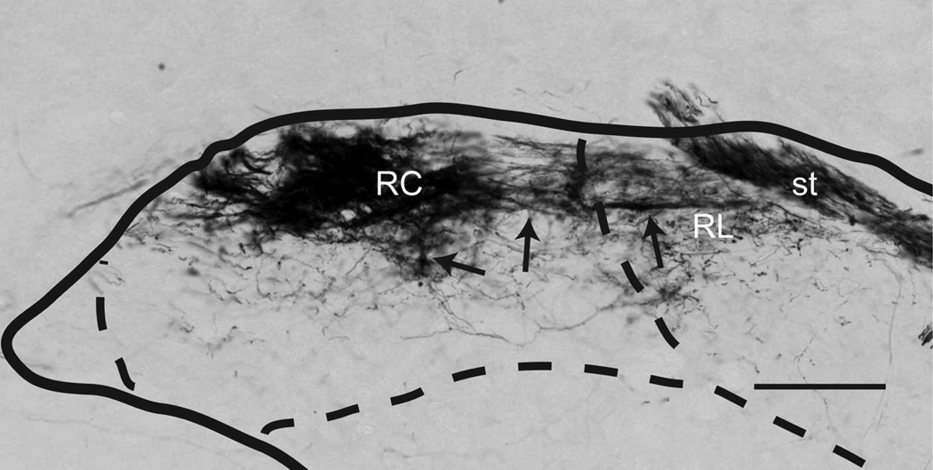 Figure 19