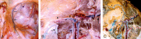 F<sc>ig</sc> 3.