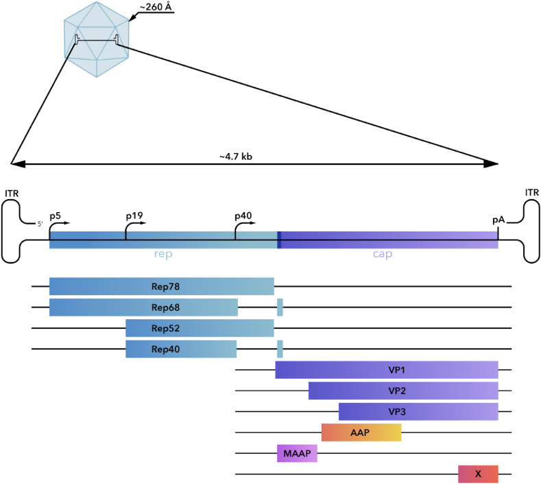 Fig. 1