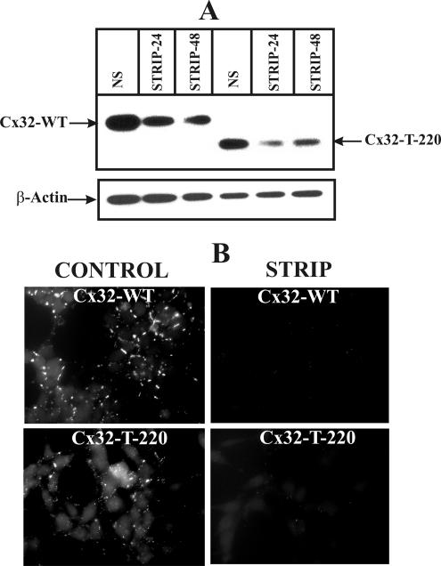 Figure 11.