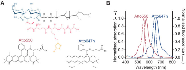 Figure 1—figure supplement 1.