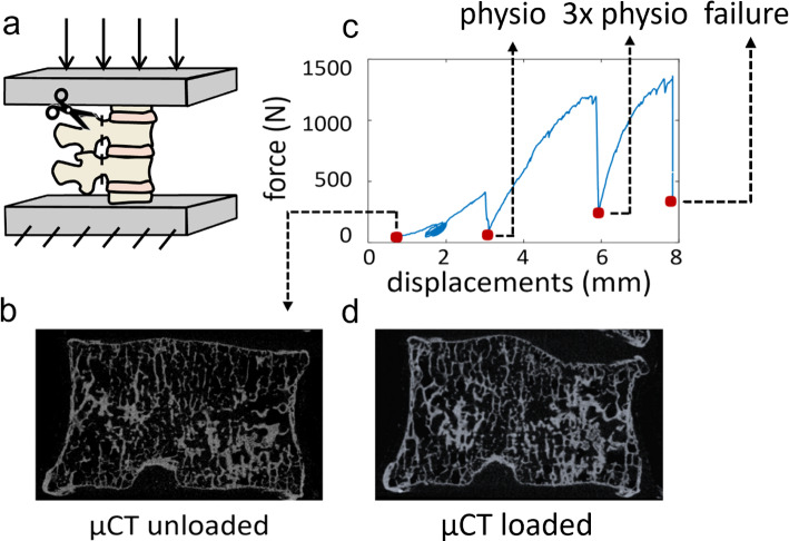 Fig. 1