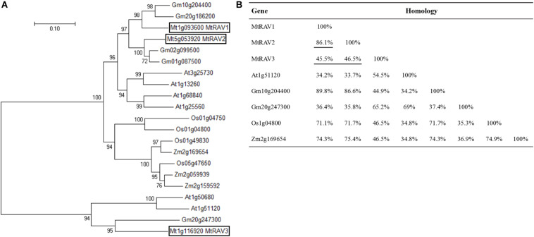 FIGURE 1