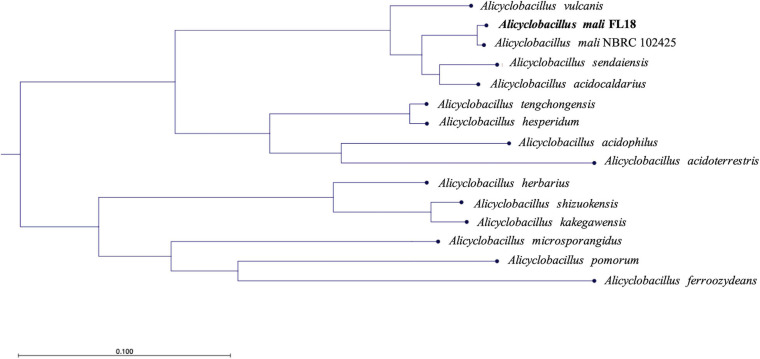 FIGURE 4