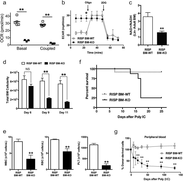 The mitochondrial respiratory chain is essential for haematopoietic ...