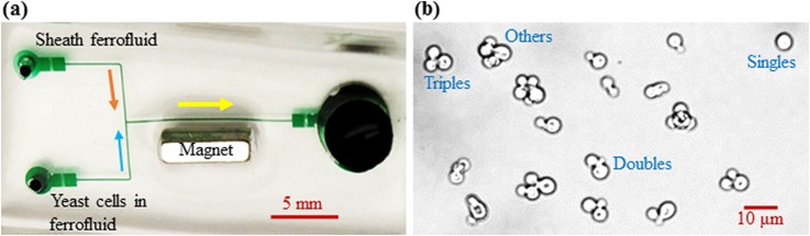 FIG. 1.