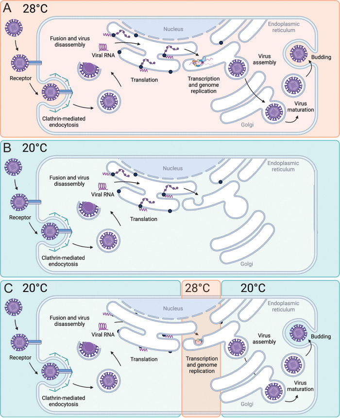 FIG 10