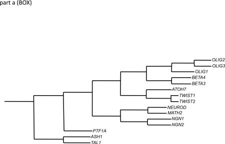 Box 1 | The oligodendrocyte transcription factor family: a closer look at structure