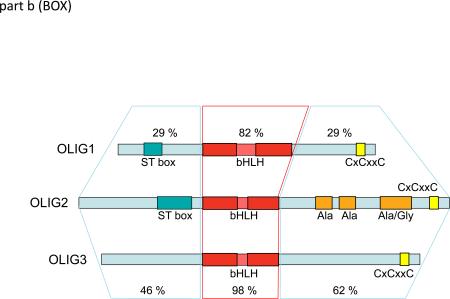 Box 1 | The oligodendrocyte transcription factor family: a closer look at structure