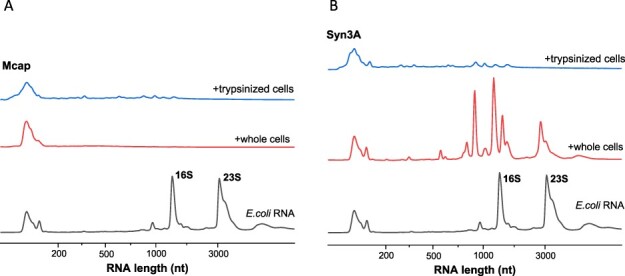 Figure 5.