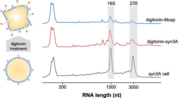 Figure 6.