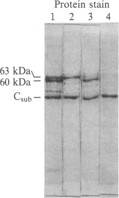 graphic file with name pnas00349-0059-a.jpg