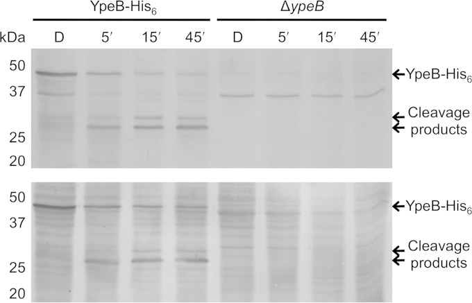 FIG 1