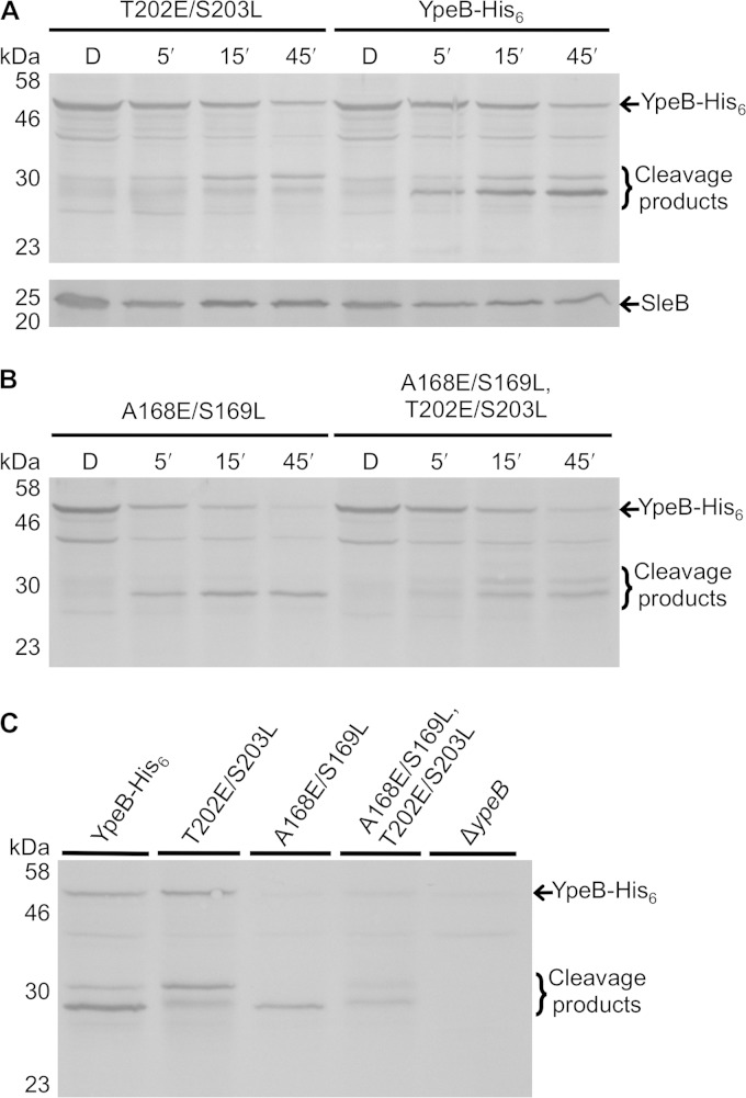 FIG 3