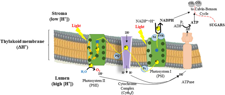 FIGURE 2