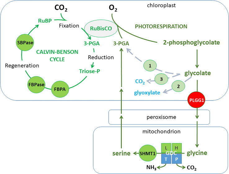 FIGURE 4