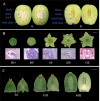 Fig. (1)
