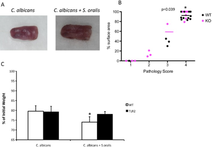 Fig 10